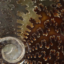 Load image into Gallery viewer, Ammonite Cleoniceras - Intense Suture Detail