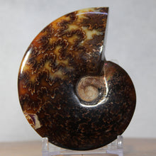 Load image into Gallery viewer, Ammonite Cleoniceras - Ebony Brown Waxen Yellow