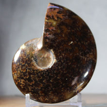Load image into Gallery viewer, Ammonite Cleoniceras - Ebony Brown Waxen Yellow