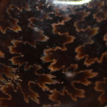Load image into Gallery viewer, Ammonite Cleoniceras - Ebony Brown Waxen Yellow