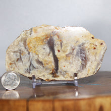 Load image into Gallery viewer, Large Fossil Dinosaur Poop - Red Beige Coprolite