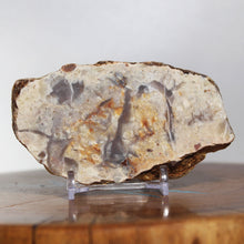 Load image into Gallery viewer, Large Fossil Dinosaur Poop - Red Beige Coprolite