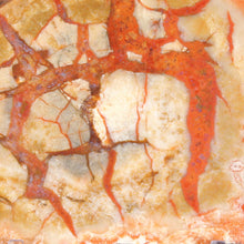 Load image into Gallery viewer, Closeup of Coprolite