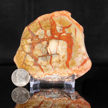 Load image into Gallery viewer, Dinosaur Poop Fossilized Coprolite