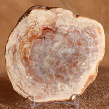 Load image into Gallery viewer, Fossilized Coprolite Dinosaur Poop