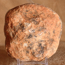 Load image into Gallery viewer, Fossilized Coprolite Dinosaur Feces back unpolished side