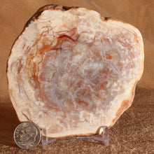 Load image into Gallery viewer, Fossilized Coprolite Dinosaur Poop with dime for scale