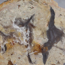 Load image into Gallery viewer, Fossil Dinosaur Coprolite Cross Section - Beige Feces