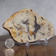 Load image into Gallery viewer, Fossil Dinosaur Coprolite Cross Section - Beige Feces