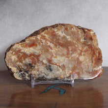 Load image into Gallery viewer, Fossil Dinosaur Coprolite Cross Section - Orange Beige Feces