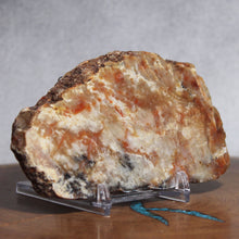 Load image into Gallery viewer, Fossil Dinosaur Coprolite Cross Section - Orange Beige Feces