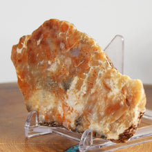 Load image into Gallery viewer, Fossil Dinosaur Coprolite Cross Section - Orange Beige Poop