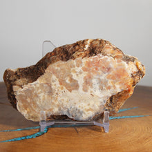 Load image into Gallery viewer, Fossil Dinosaur Coprolite Cross Section - Orange Beige Poop