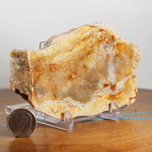 Load image into Gallery viewer, Fossil Dinosaur Hefty Coprolite - Orange Beige Poop