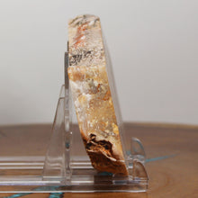 Load image into Gallery viewer, Fossil Dinosaur Hefty Coprolite - Orange Beige Poop