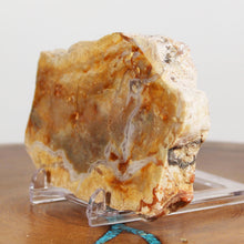 Load image into Gallery viewer, Fossil Dinosaur Hefty Coprolite - Orange Beige Poop