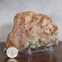 Load image into Gallery viewer, Fossil Dinosaur Coprolite Feces Cross Section - Orange Beige