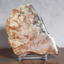 Load image into Gallery viewer, Fossil Dinosaur Coprolite Feces Cross Section - Orange Beige