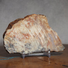 Load image into Gallery viewer, Fossil Dinosaur Coprolite Feces Cross Section - Orange Beige