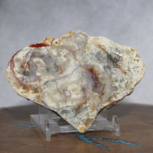 Load image into Gallery viewer, Fossil Dinosaur Coprolite Cross Section - Triangular Poop