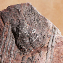 Load image into Gallery viewer, Crinoid Fossil Large Animal Flower