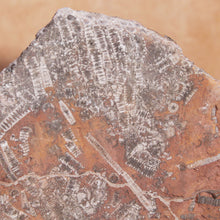 Load image into Gallery viewer, Back view of Crinoid fossil