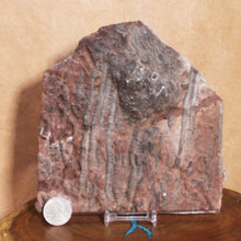 Load image into Gallery viewer, Size comparison of Crinoid fossil