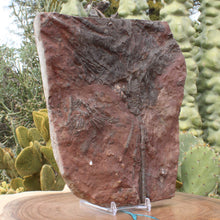 Load image into Gallery viewer, Crinoid Fossil Large Flower Ocean Animal