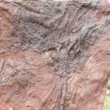 Load image into Gallery viewer, Closeup crinoid fossil