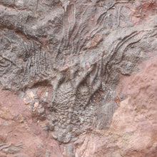 Load image into Gallery viewer, Closeup