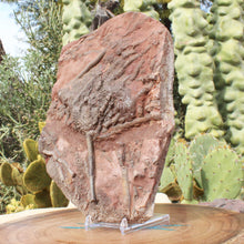 Load image into Gallery viewer, Crinoid Large Flowers Fossil Animal