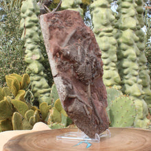 Load image into Gallery viewer, Crinoid Large Flowers Fossil Animal