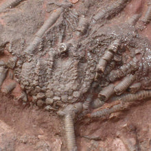 Load image into Gallery viewer, Crinoid Large Flowers Fossil Animal