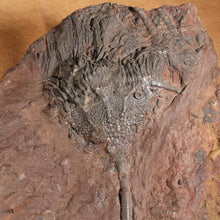 Load image into Gallery viewer, Crinoid Flower Body Ancient Sea Creature
