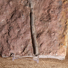 Load image into Gallery viewer, Closeup of stem