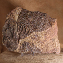 Load image into Gallery viewer, Crinoid Fossil Fish Specimen