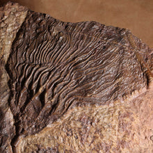 Load image into Gallery viewer, Crinoid Fossil Fish Specimen