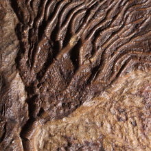 Load image into Gallery viewer, Crinoid Fossil Fish Specimen - Ancient Sea Flower - Intense Detail