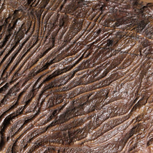 Load image into Gallery viewer, Crinoid Fossil Fish Specimen
