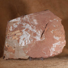 Load image into Gallery viewer, Back view of crinoid