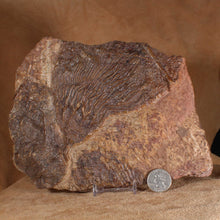 Load image into Gallery viewer, Crinoid Fossil Fish Specimen