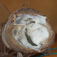 Load image into Gallery viewer, Petite Blue Dugway Geode Finely Defined Crystals