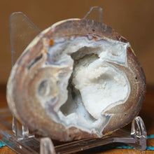 Load image into Gallery viewer, Petite Blue Dugway Geode Finely Defined Crystals