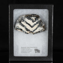 Load image into Gallery viewer, Fossil Mammoth Tooth in Display Case