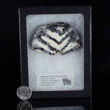 Load image into Gallery viewer, Mammoth Tooth in display case with Dime for scale