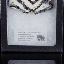 Load image into Gallery viewer, Label information about Mammoth tooth