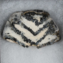 Load image into Gallery viewer, Fossil Mammoth Tooth in Display Case