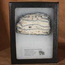 Load image into Gallery viewer, Cross Section Mammoth Fossil Tooth