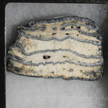 Load image into Gallery viewer, Cross Section Mammoth Fossil Tooth