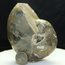 Load image into Gallery viewer, Fossil Nautilus Cretaceous Period w quarter for scale